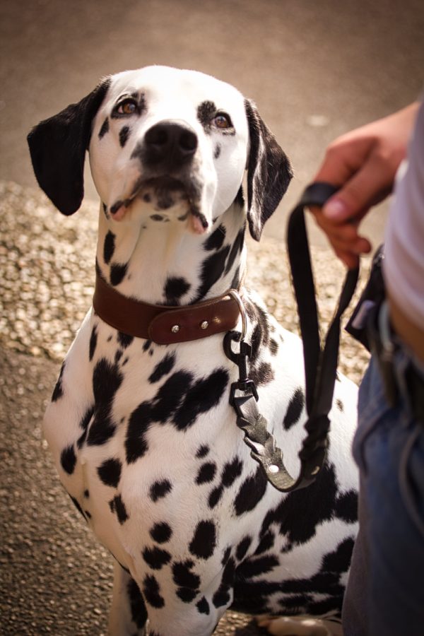 kurze Fettlederleine am Hund